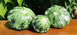 striped squash1